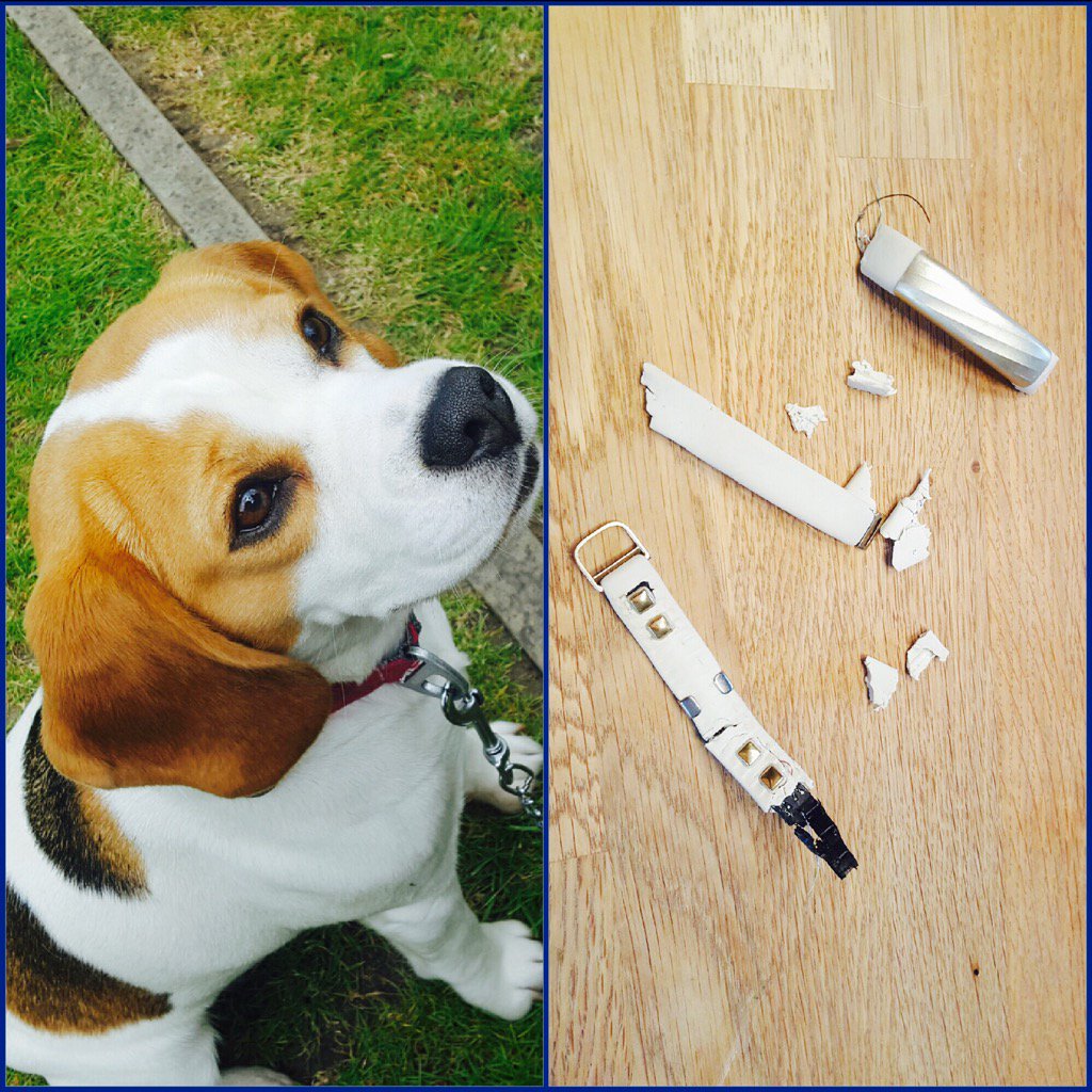 nuttybutty's tweet photo. I don't think my @Jawbone #UP3 is #Beagle proof. Maybe that should be in the instructions @JawboneSupport ?! https://t.co/SbD5oxmOJf