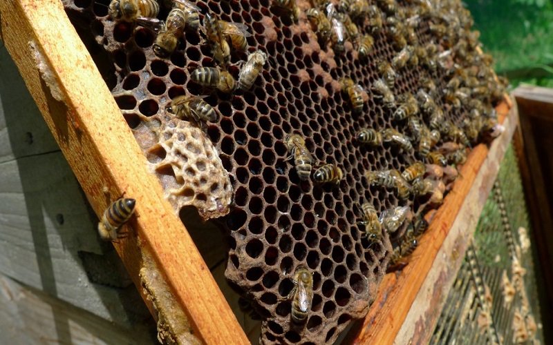 MyBeeLineCo's tweet photo. 5 Methods Of Equalization: How To Strengthen Weakened Colonies. https://t.co/f3zTCDfklf #bees #beekeeping https://t.co/IHOPqCtuXp
