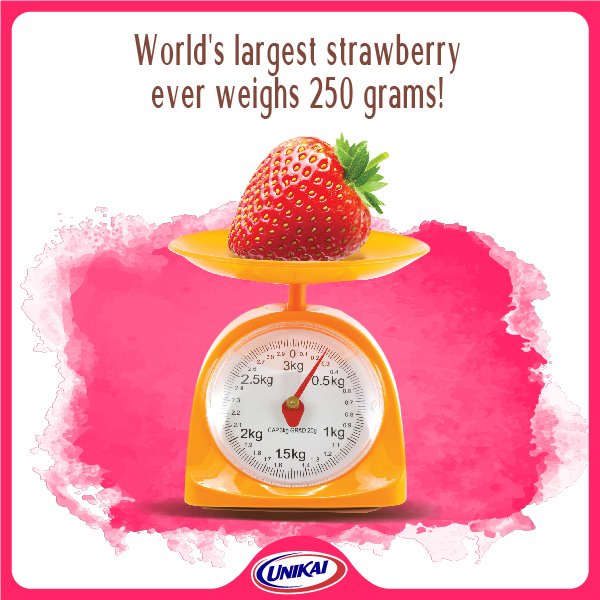 Uzivatel Unikai Foods P J S C Na Twitteru A Japanese Farmer Claimed This World Record After Coming Across The Unusually Large Strawberry During His Harvest