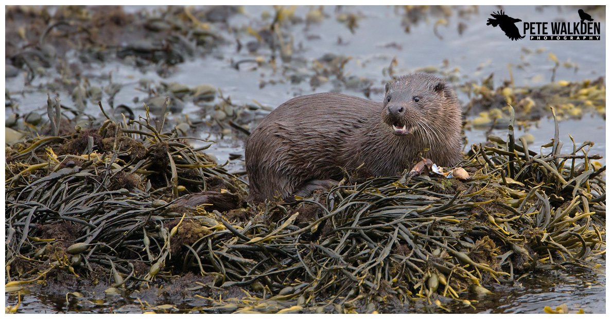 Young otter finishing a crab breakfast #Mull <a href="/ScotsMagazine/">ScotsMagazine</a> <a href="/Argyll_IslesApp/">Argyll and the Isles</a> <a href="/wildscotland/">Wild Scotland</a> <a href="/BBCSpringwatch/">BBC Springwatch</a> <a href="/WildMull/">Wildlife on Mull</a>