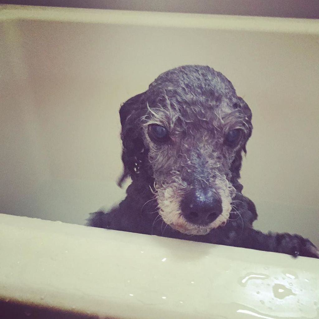 Takeshidoodle's tweet photo. Do I look like an #otter ? #poodle #bathingdog https://t.co/a3AVsjjuHX https://t.co/h8UsyyZECV