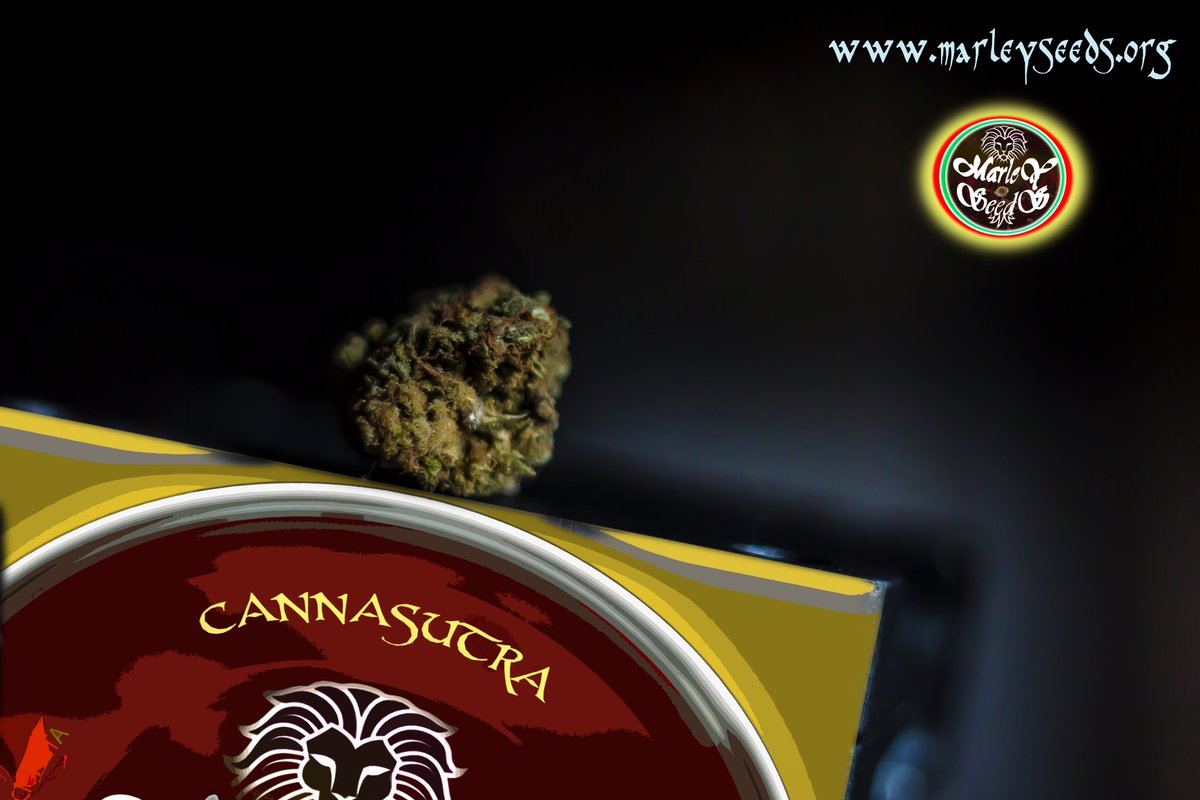 Redemption_W's tweet image. * CANNASUTRA MARLEY *  ESPECIALES MOMENTOS ÍNTIMOS HÍBRIDO ÍNDICA PREDOMINANTE SABOR DULCE ARÁNDANO LEVE HAZE