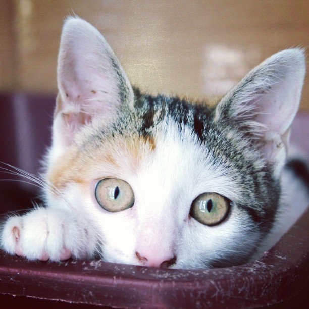 enpamilano's tweet photo. Barbatà, la teppa di ENPA Milano!! #adoptdontshop #kitten #kittenoftheday #kittensofinstag… https://t.co/ATKhhAdFnz https://t.co/Quk67R2xer