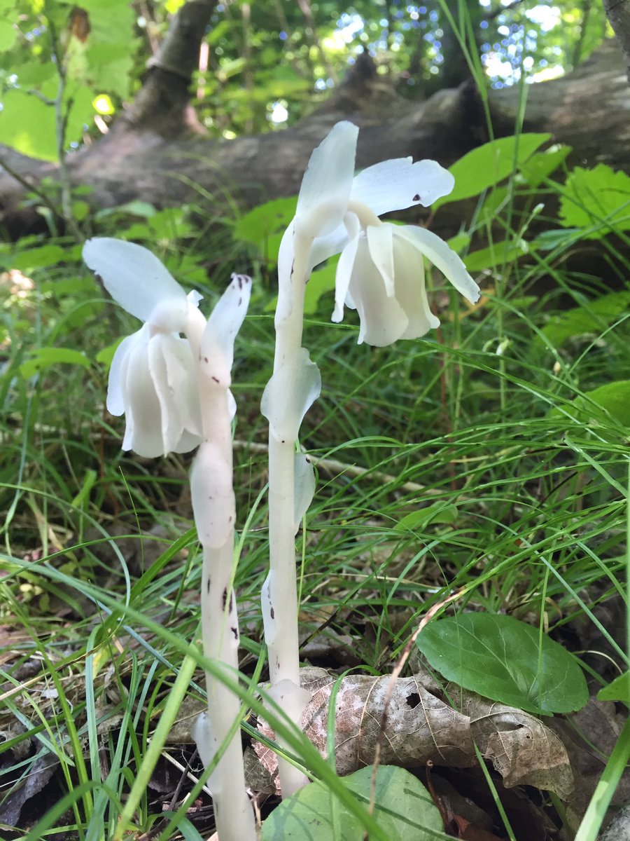 Sunset_Point's tweet image. Ghost flower #OnlyinMN #wildflowers #ExploreMN #mndnr