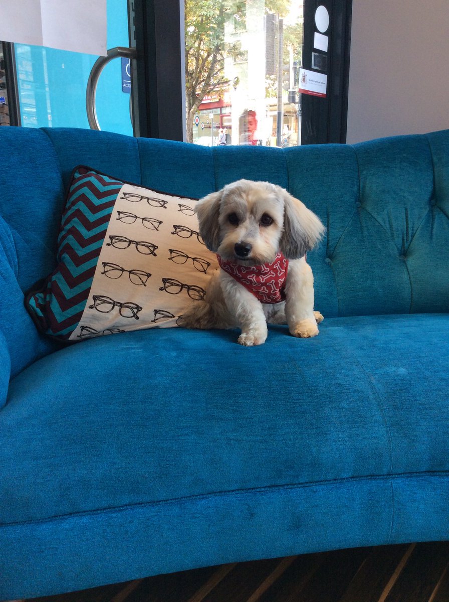 LinklaterWarren's tweet photo. We had a 4 legged friend come to visit @guidedogs @BorrowMyDoggy #Welovechislehurst #cutepuppies https://t.co/I6iy7MWj3I
