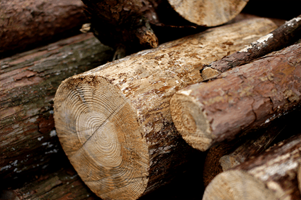 ニコニコ公式 チョコたべたい でかした 彼岸島 公式文字コラ大会 丸太杯 開催中 優秀作品を投稿してくれた人には 松本光司先生 サイン入り丸太 プレゼント T Co Pkyfhgkudg