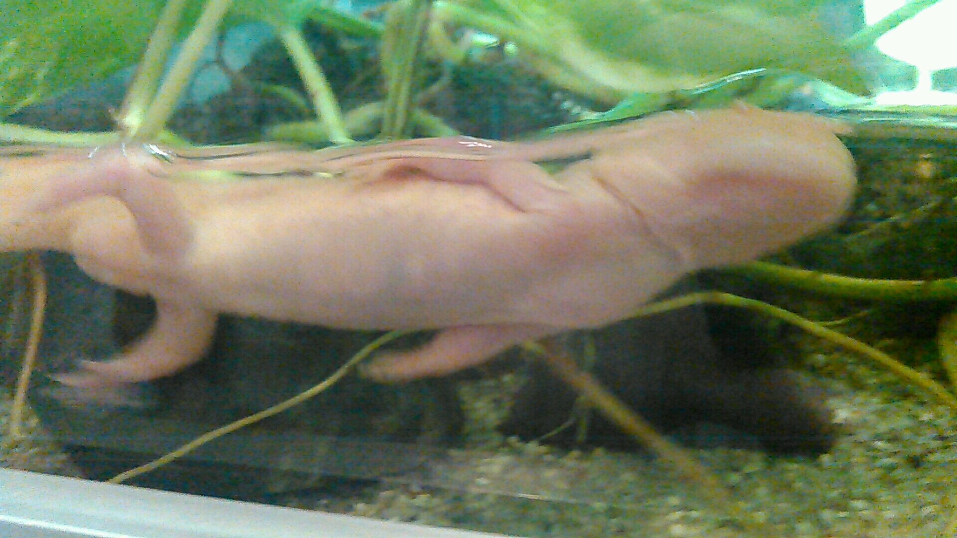 出っ歯neet ウーパールーパー 肺呼吸 謎 長い マリンパークニクス 水族館 登別 亀 肺呼吸の ウーパールーパーは初めて見た O ﾟ ﾟ O 長いやつはウーパールーパーに似てるけど謎 T Co Mwnyze6uy5 Twitter