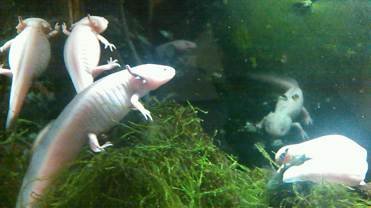 マリンパークニクス