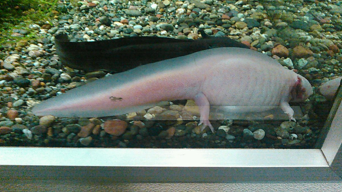 マリンパークニクス