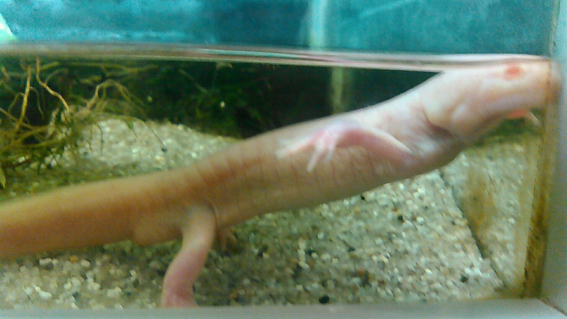 出っ歯neet ウーパールーパー 肺呼吸 謎 長い マリンパークニクス 水族館 登別 亀 肺呼吸の ウーパールーパーは初めて見た O ﾟ ﾟ O 長いやつはウーパールーパーに似てるけど謎 T Co Mwnyze6uy5 Twitter