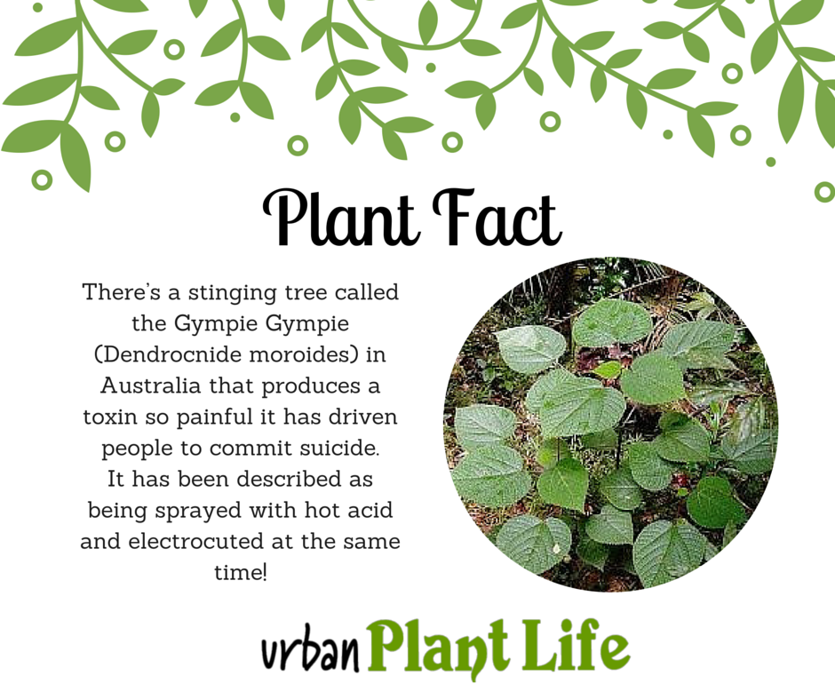 Gimpy Gimpy Philippines Best Selection gbupresnenskij.ru