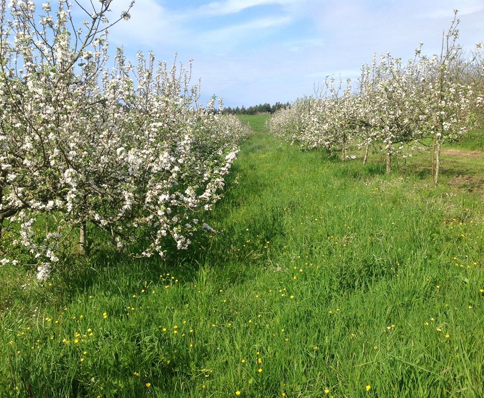 EMBrutnature's tweet photo. Recuerdos de nuestra Finca Viadi (Oles, Villaviciosa #EMBrutNature #EmilioMartínezBrutNature #FincaViadi https://t.co/PYtrxZBxvy