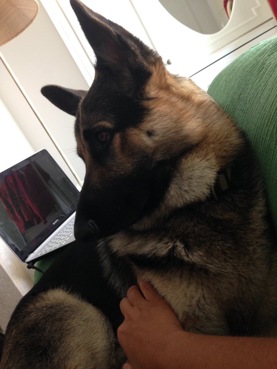 mtsobreiro's tweet photo. A minha companhia 🐶❤️ #todosdias https://t.co/NXKGpvJagw