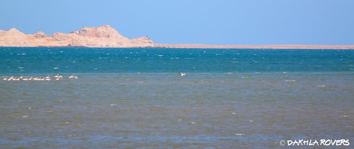 martix_m's tweet photo. The dragon sleeps tonight - so flamingos can party :-) #Dakhla https://t.co/vhL8ba41H1