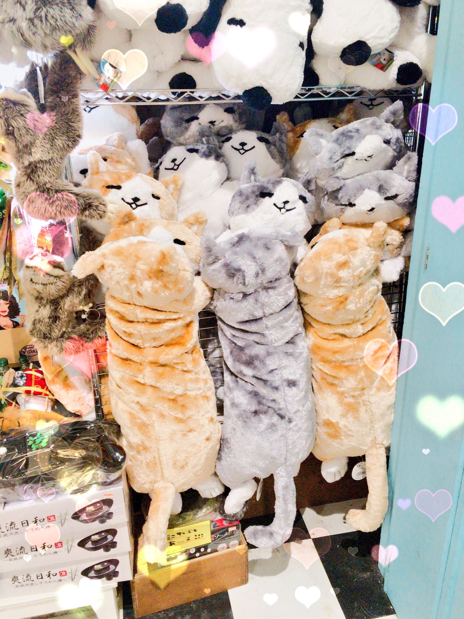 ヴィレッジヴァンガードss ベルモール宇都宮 にゃにゃにゃにゃんと ๑ ㅁ ๑ 前回大人気ですぐに完売してしまったにゃん太 添い寝ぬいぐるみが入荷致しました ฅ W ฅ ふわふわもちもちのにゃん太 一家に１匹いかがですか こんなに大きいのになんと