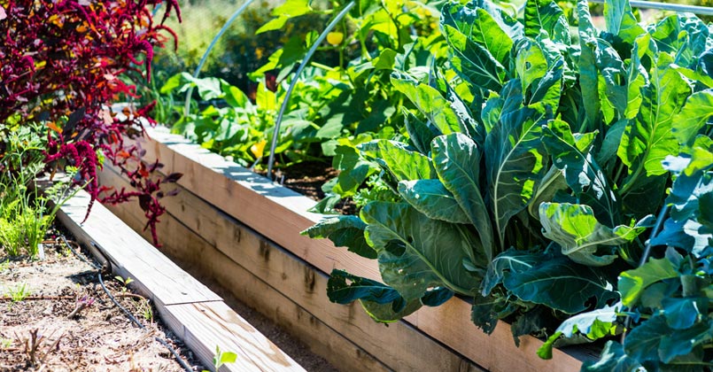 MonJardinEnP's tweet photo. Que semer à la fin des vacances ? #PotagerAutomne
https://t.co/uY7eREsik4 https://t.co/9ZcWopIDDK