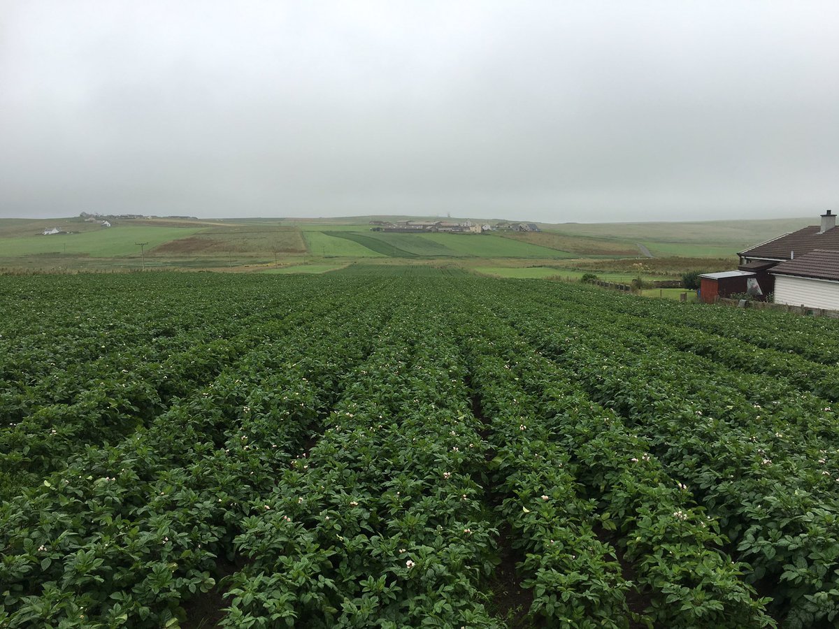 Brake_Farm's tweet photo. Setanta tatties fairly coming on. https://t.co/VOZWGMbKWQ