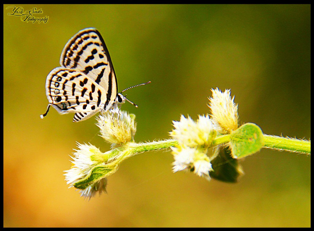 klicktorians's tweet photo. Butterfly Beauties!!  https://t.co/LlMs6BvNW0 https://t.co/y3Ph0wjK6G