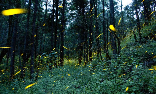 Earthjustice's tweet photo. INCREDIBLE: Mexican village uses fireflies to halt deforestation by local logging industry>https://t.co/kY3Cgk3TKN https://t.co/IDE1wF1y1X