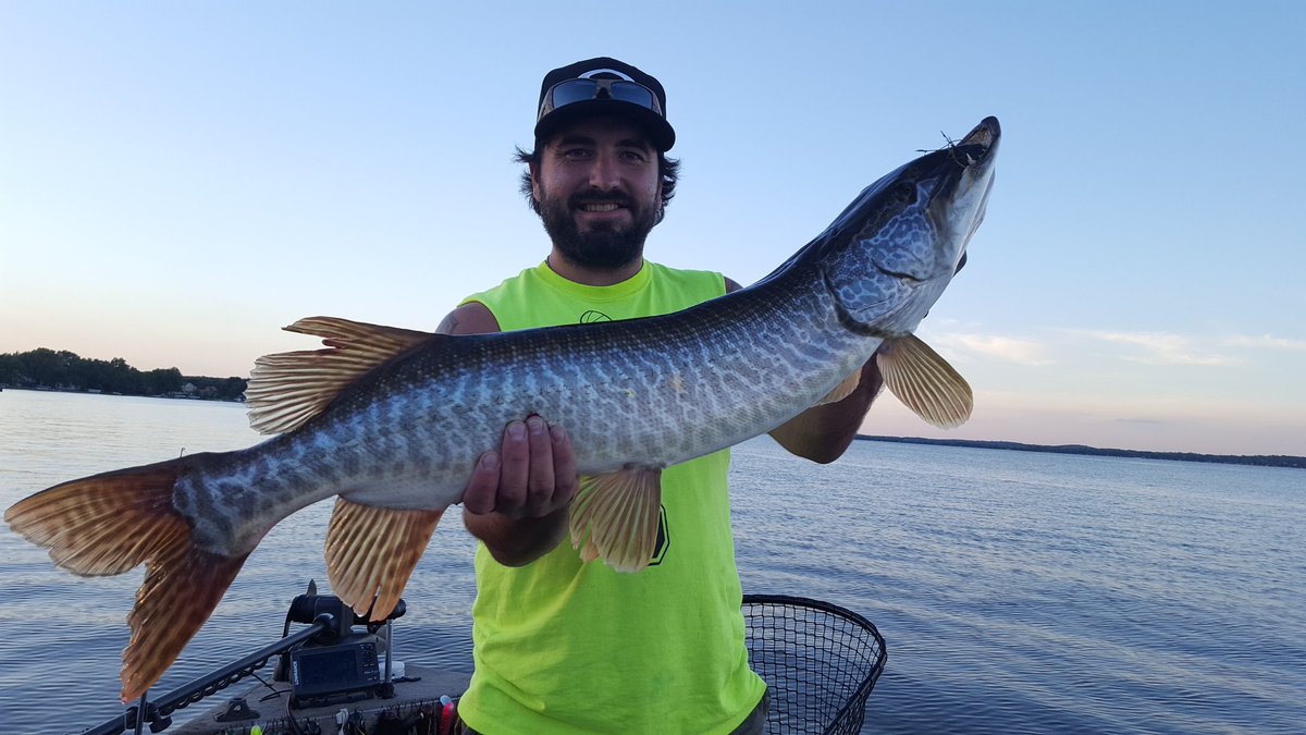 thruman7's tweet photo. My buddy got his first musky with me couple weeks ago. Beautiful tiger https://t.co/t0rK4PIflc