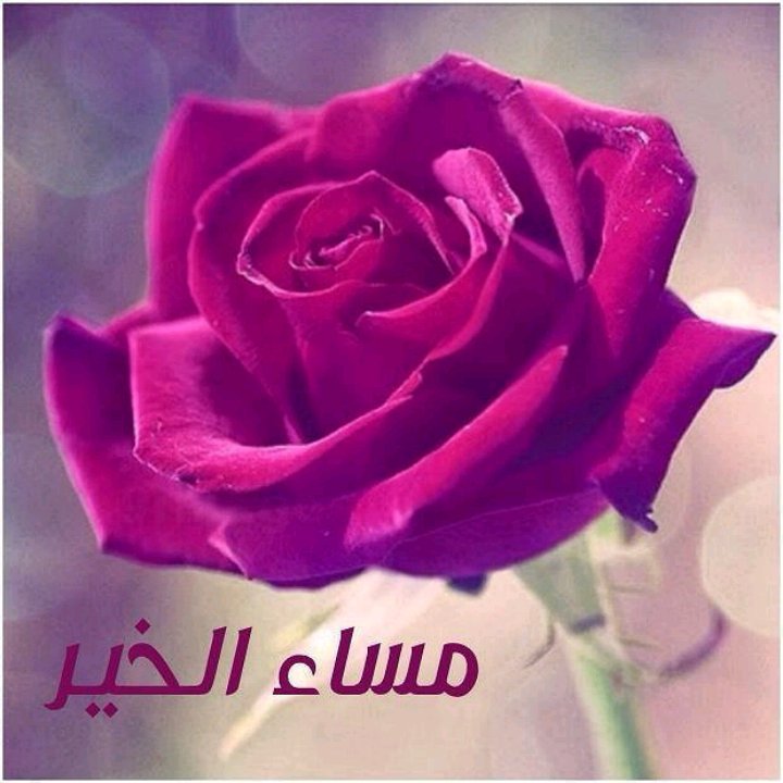addnaniq's tweet photo. للمساء في داخلي
حب مبهم
ربما لأن الظلمة لها سحرالغموض
وتضفي الستر
على آثار حزن الوجوه
وتحرك ضجيج الحنين
مساؤكم حنين https://t.co/o4pDzr5OSX