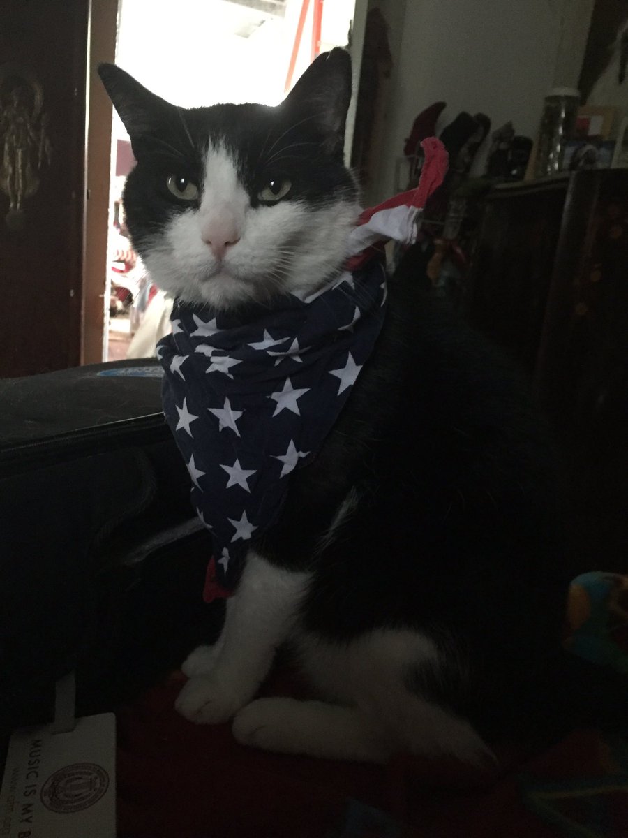 bigqueesm's tweet photo. zorro for president https://t.co/vJM9KRJKLt