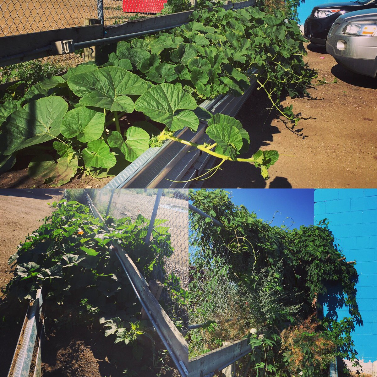 PrairieSunBeer's tweet photo. Pumpkins and Hops Β₯Β₯
They will be ready just in time for our 2 fall faves #HarvestMoonkin #localhoption #GrowUrOwn https://t.co/B1hoe5Pq3C