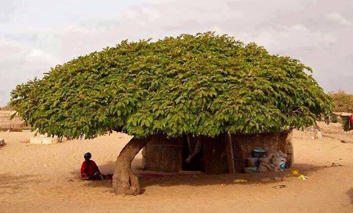 isaacBIOvega's tweet photo. Algunos sí aprecian su importancia...
❤️🌳🌍
Una buena medida de la grandeza de un pueblo es el CUIDADO a sus ÁRBOLES. https://t.co/2UgoSVqgEU