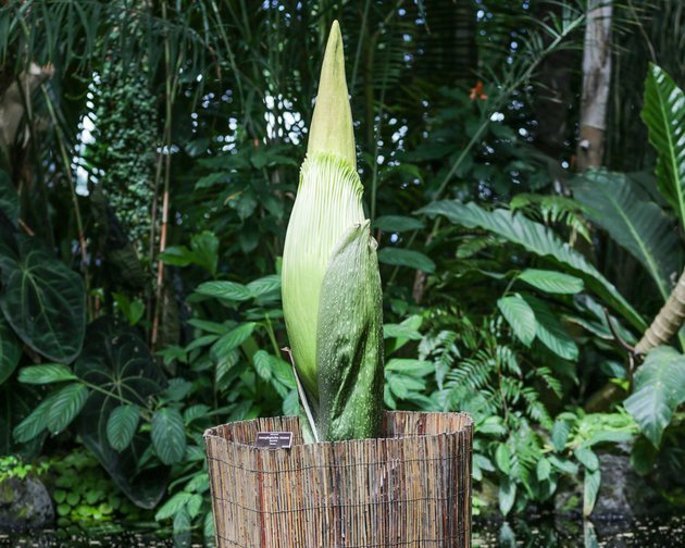 kann_brooks's tweet photo. A corpse flower is set to bloom this week, because OF COURSE IT IS #whentrumpiselected

https://t.co/hilHHQuFf8 https://t.co/R3kwtAhzWW