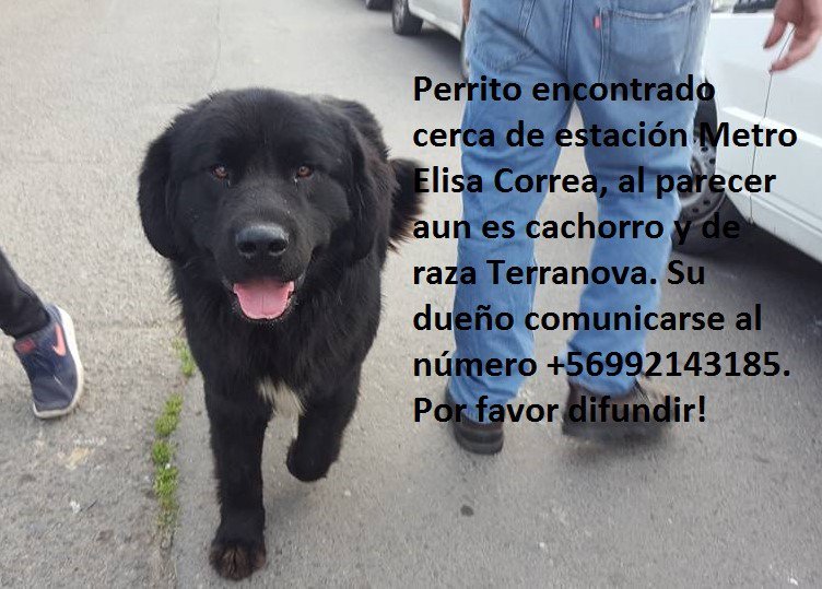 encontrado cerca de estación Metro Elisa Correa, cachorro Su dueño comunicarse al número +56992143185. RT