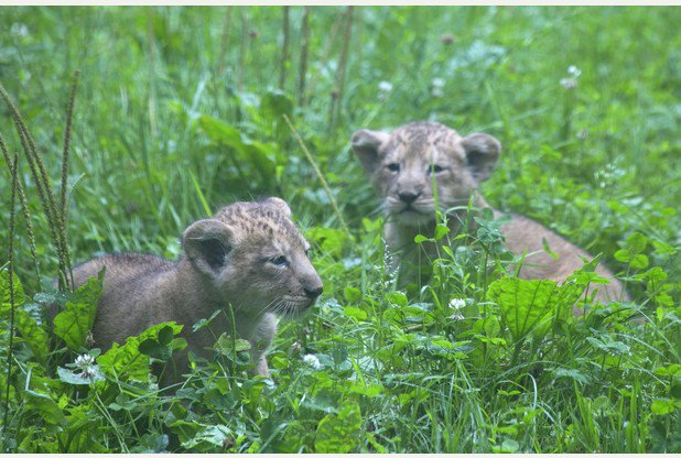 TQHeraldExpress's tweet photo. ICYMI: EXCLUSIVE first pictures as Paignton Zoo lion cubs make their public debut https://t.co/o42sOuVpTj https://t.co/m8vztPdx8k