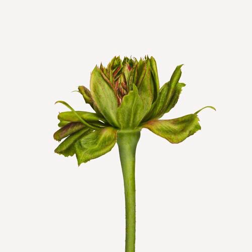 thegardenvsw's tweet photo. that its flowers are a bit smudgy. Either you love it, or you have no use for it. https://t.co/Ac6KOvxaTh https://t.co/GbPceFc1Df