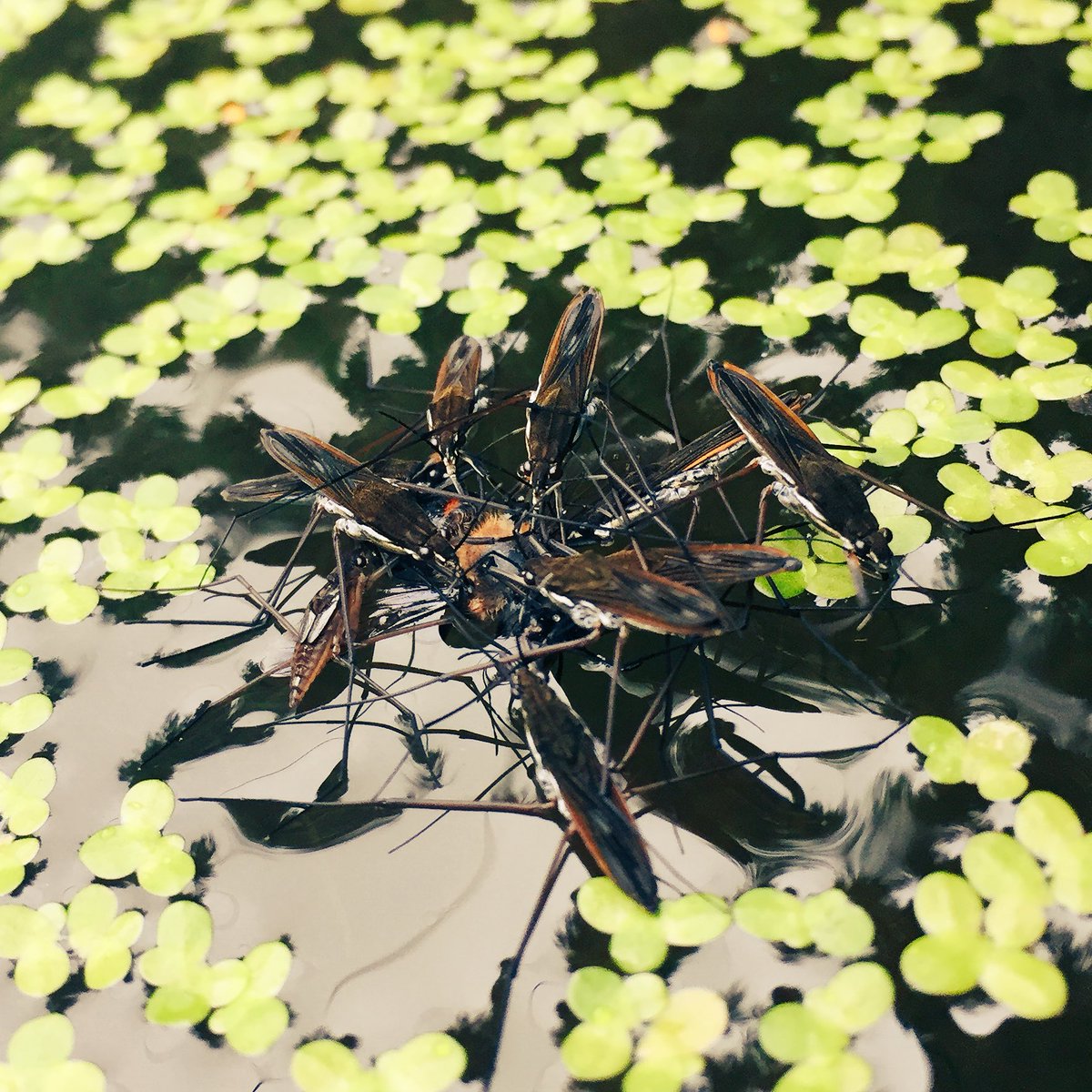 Pond skaters feast en masse, on a large fly.