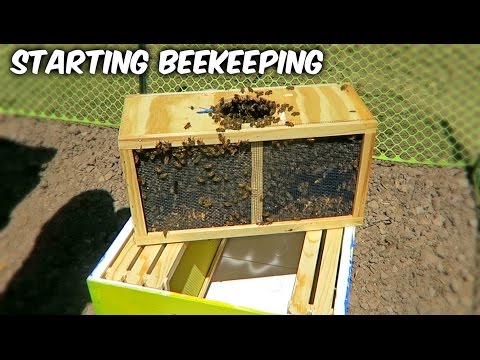 BuzzBeeCool tweet picture