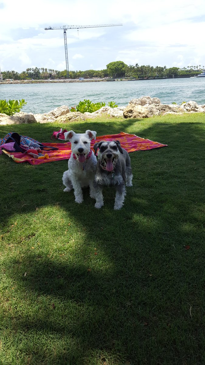 gbenet97's tweet photo. When you should be doing homework and studying for finals but take your dogs on a date instead 🤗 https://t.co/ZLW3NpiXIB