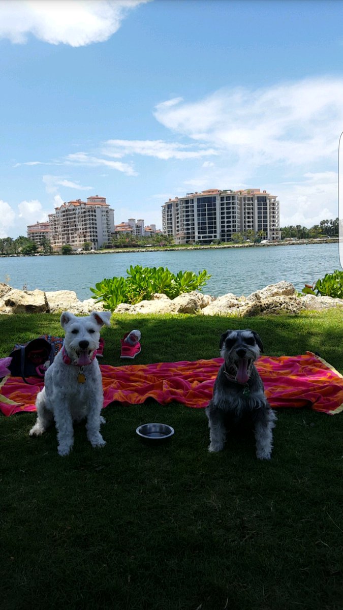 gbenet97's tweet photo. When you should be doing homework and studying for finals but take your dogs on a date instead 🤗 https://t.co/ZLW3NpiXIB