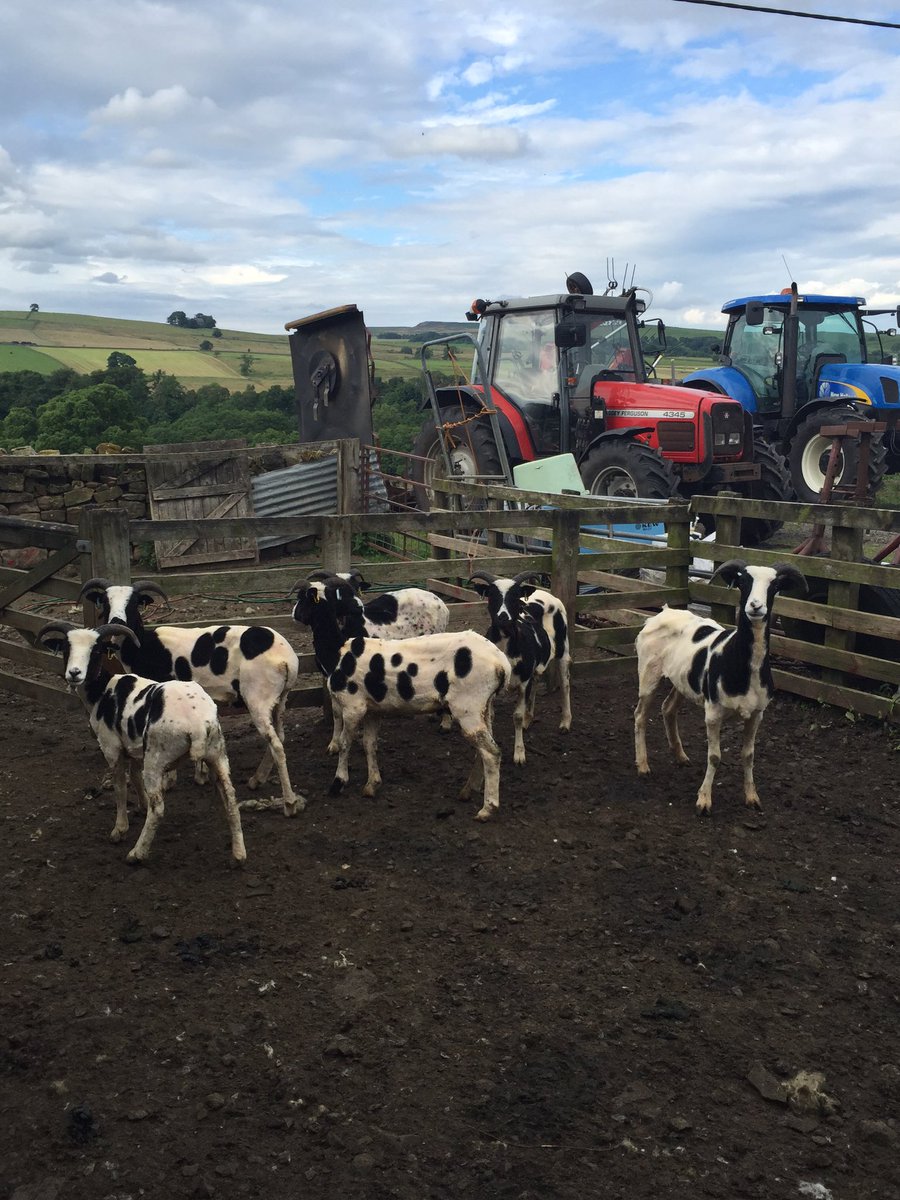 KielderCatering's tweet photo. Funny looking sheep..... https://t.co/gs0s2KvP1P