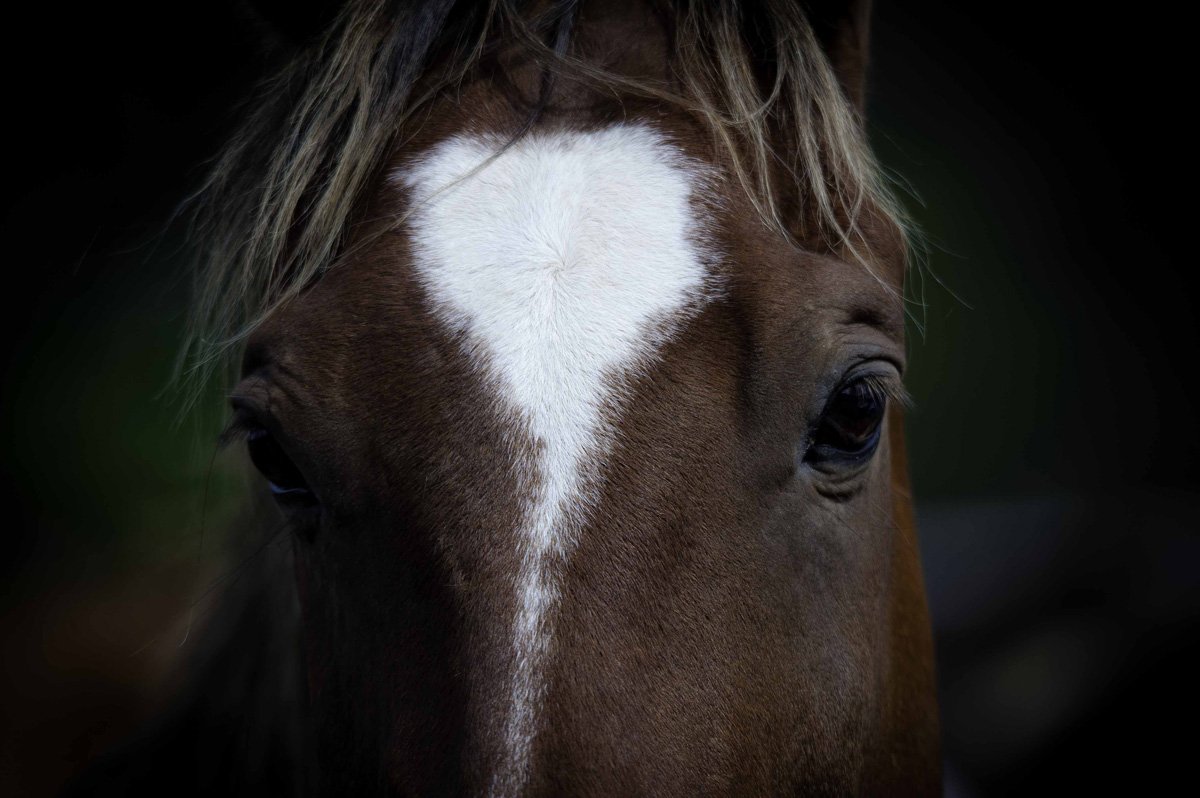 ThreeBarsRanch's tweet photo. Hello Whiskey! He'd love it if you came and said HI @ThreeBarsRanch #happyhorses #ridehere #bestranch https://t.co/htf2Lai09j