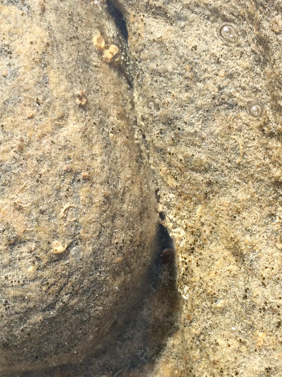 CarmillaMi's tweet photo. C'è un #artropode
Lo vedi?
:) https://t.co/dpWg7j1gvK