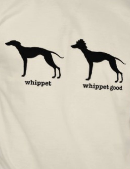 flyball_zone's tweet photo. Whippet good #dog #flyball https://t.co/CYPbg6IBK9 https://t.co/dyaKnn8sYh