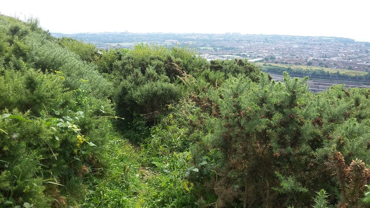 NorthDownsWayNT's tweet photo. Least glamorous part of the job #vegbashing #pathclearance @UpontheDowns  @ExploreKent @KentDownsAONB https://t.co/kRDrZ51Oz1