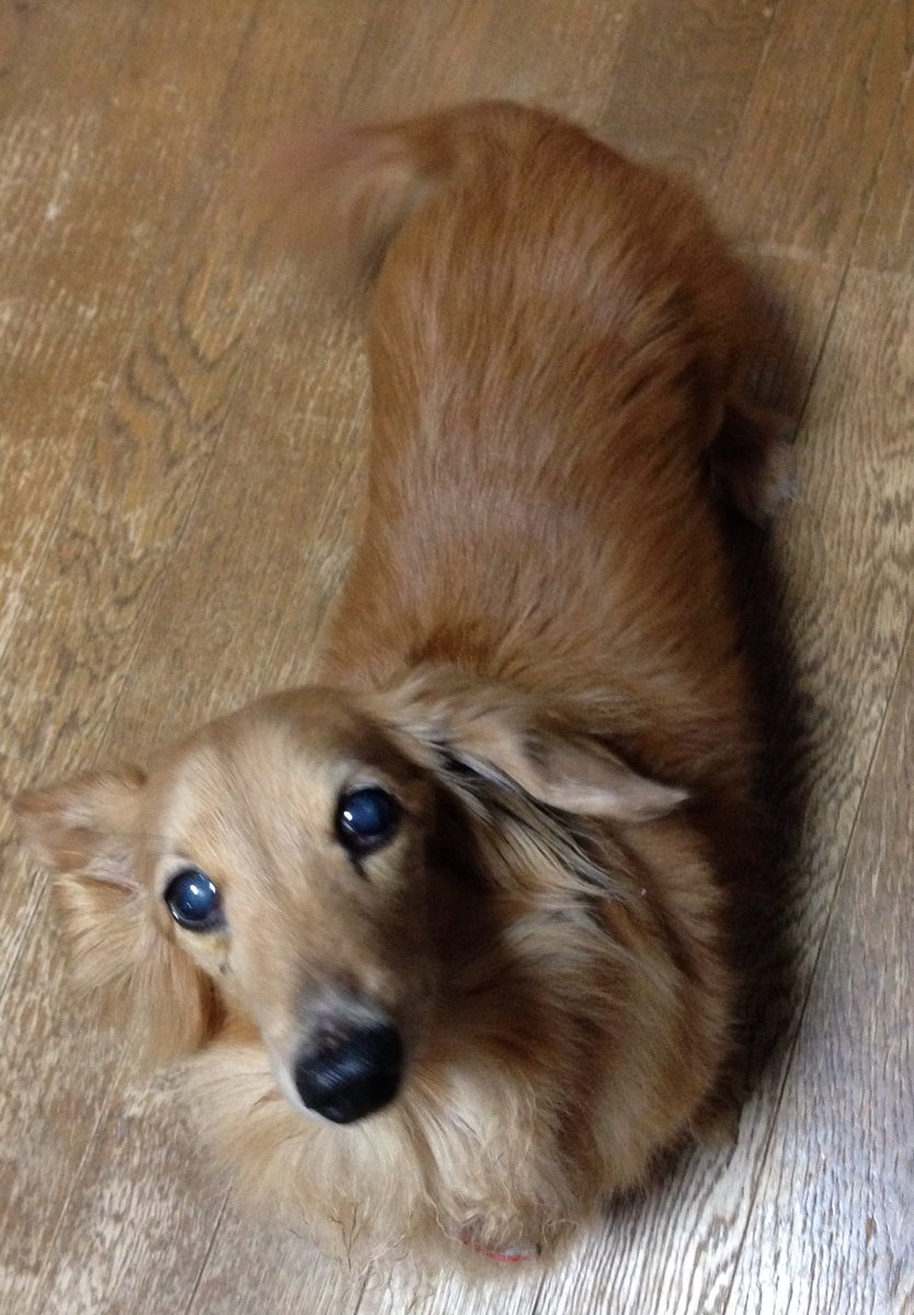 O Xrhsths まっしー とmhwとff Sto Twitter ジジイ犬ポッポにいつもの目薬したら 目から目薬溢れる 目の周り を拭いていたらチビ犬ぴっぴがヤキモチ ミニチュアダックスフンド カニンヘンダックスフンド 秘密結社老犬倶楽部 ワンコ写真 O Xrhsths まっしー とmhwとff Sto Twitter ジジイ犬ポッポにいつもの目薬したら 目から目薬溢れる 目の周り を拭いていたらチビ犬ぴっぴがヤキモチ ミニチュアダックスフンド カニンヘンダックスフンド 秘密結社老犬倶楽部 ワンコ写真