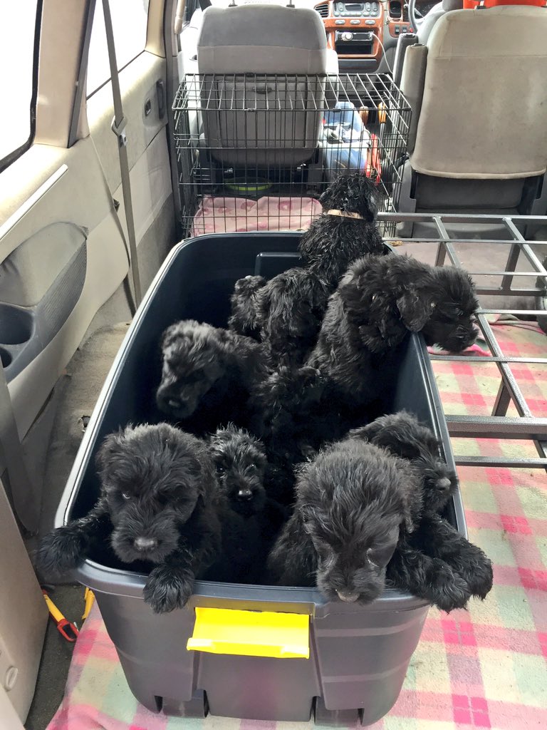 cruciallyK9's tweet photo. Off to the vets :):) https://t.co/7Tdk4tJjA0