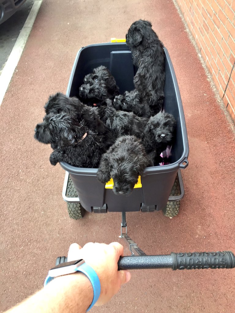 cruciallyK9's tweet photo. Off to the vets :):) https://t.co/7Tdk4tJjA0
