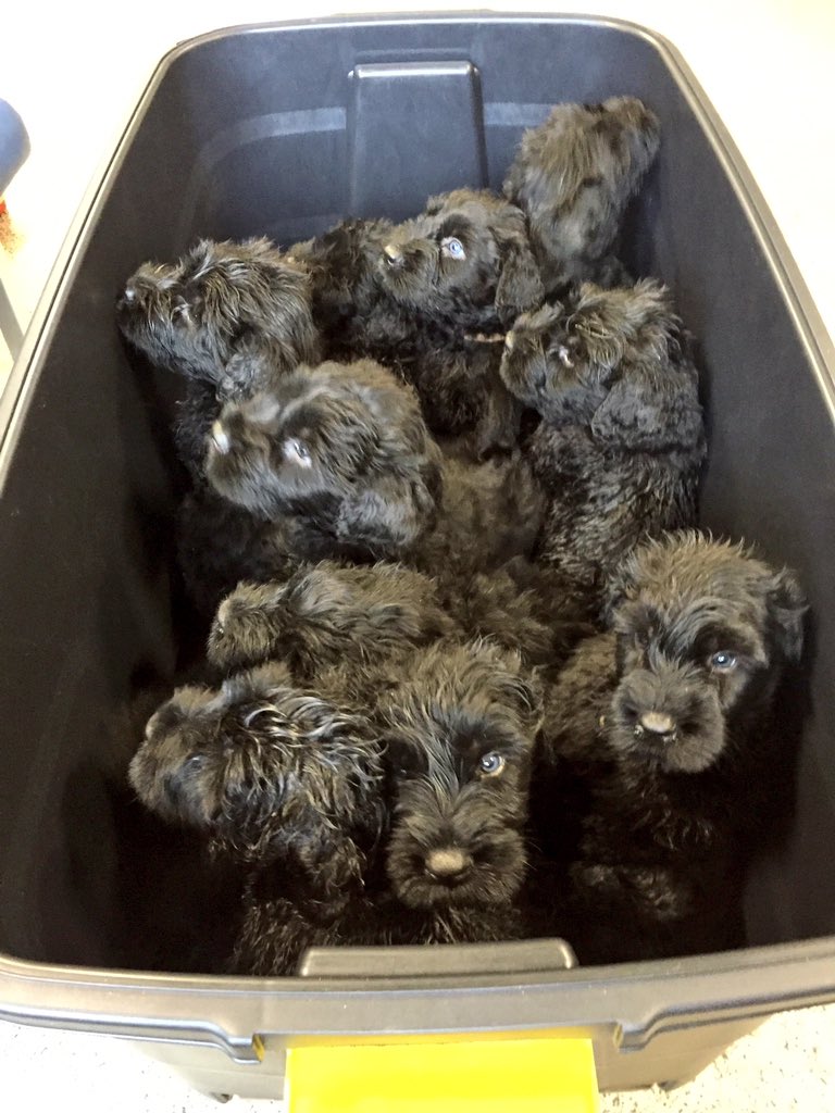 cruciallyK9's tweet photo. Off to the vets :):) https://t.co/7Tdk4tJjA0