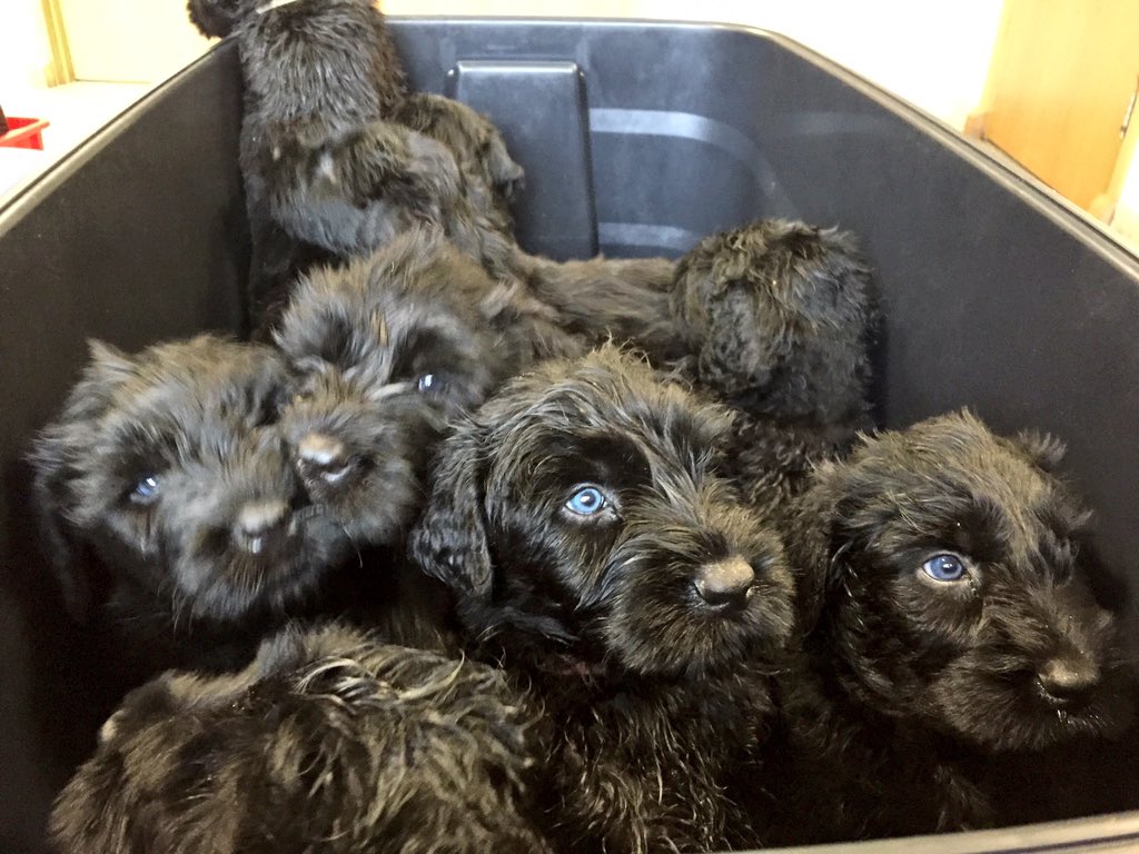 cruciallyK9's tweet photo. Off to the vets :):) https://t.co/7Tdk4tJjA0