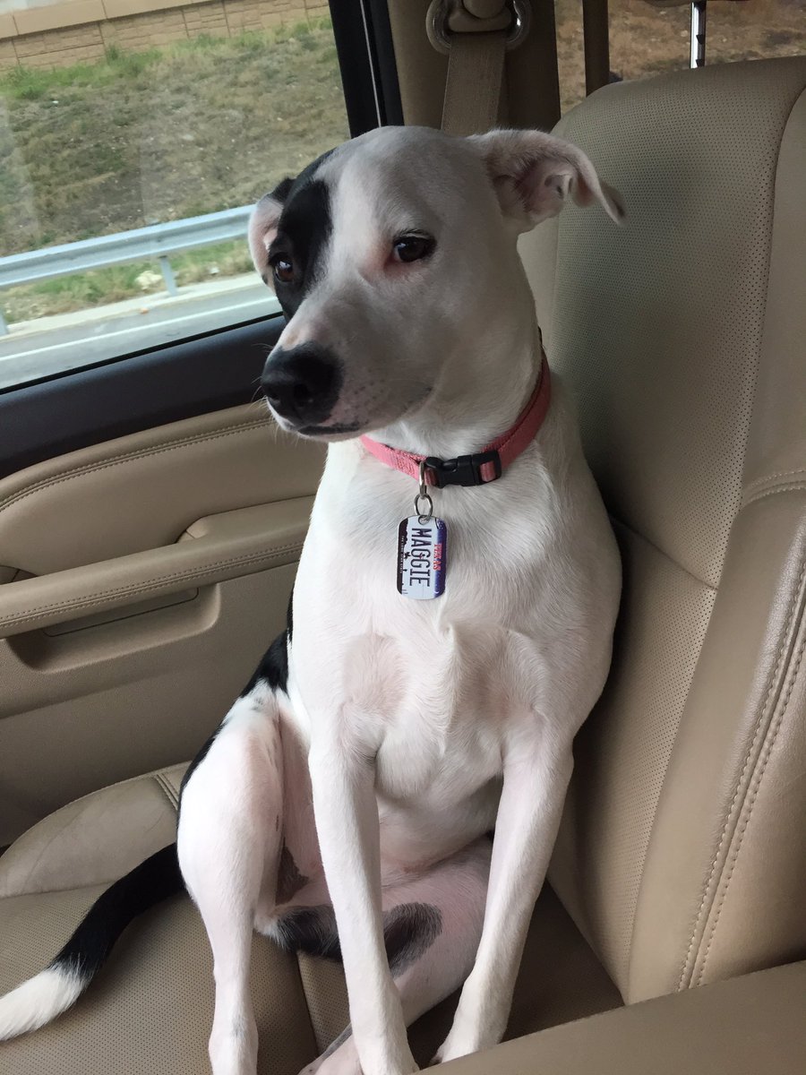 mirlefthome's tweet photo. Headed to Waco to decorate this one's room. #magnolia #maggie #waco https://t.co/lFupyNFfni