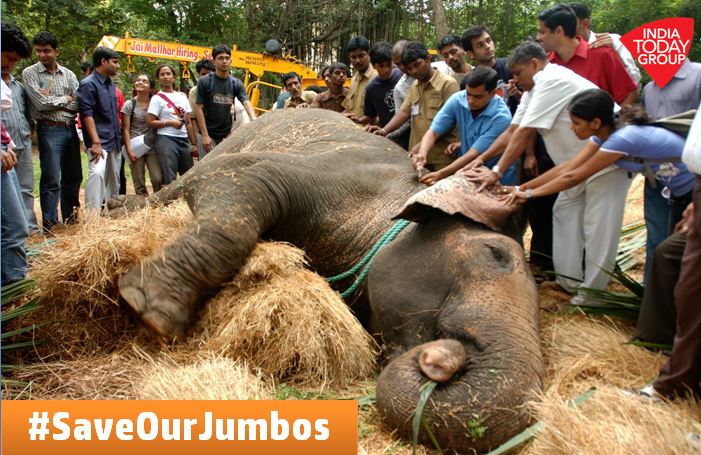 IndiaToday's tweet photo. Starved. Chained. Beaten.
And all this happening in temples and forts!
Tweet your support with #SaveOurJumbos https://t.co/WQGxFgzB2K