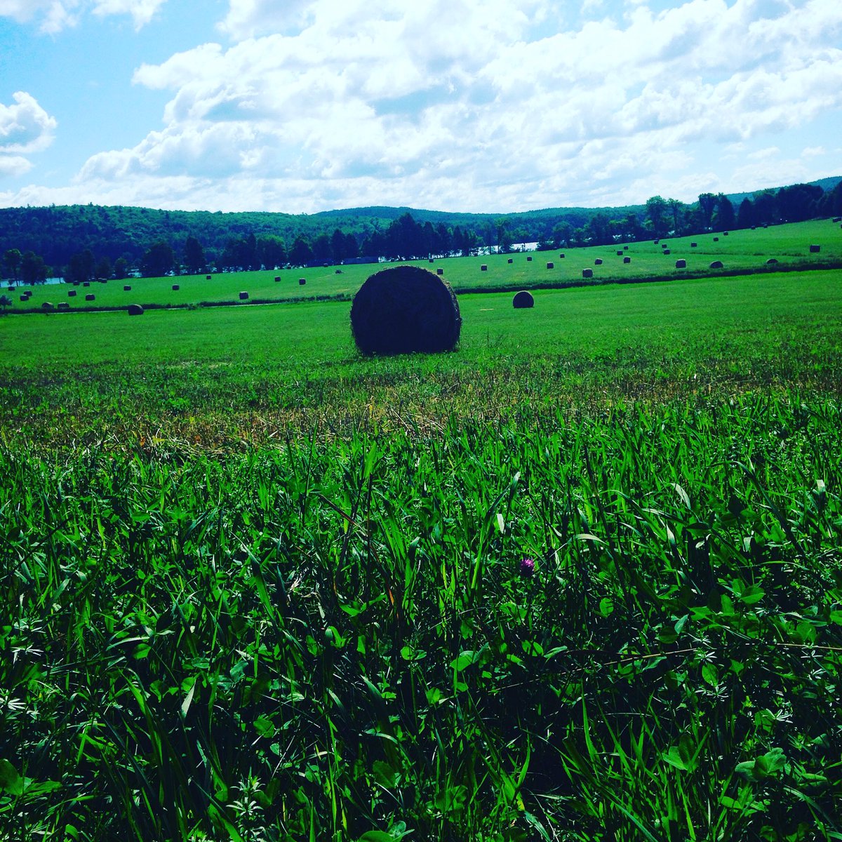 Maskislandfarm's tweet photo. #roundbail #maskislandfarm #farming #feedthecows #greengrass #paradise #islandfarm #maskisland https://t.co/lekGal5dvS