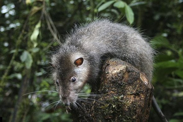 LeeshaHannigan's tweet photo. The Bosavi Woolly Rat is the size of a small cat & lives in a volcano crater in Papua New Guinea. #wanttocuddle https://t.co/VEC1ImQ4yS
